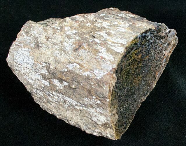 Agatized Dinosaur Bone - Polished #11442